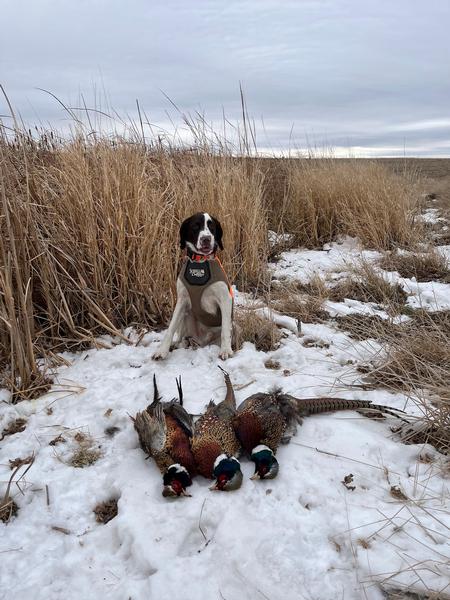 2024 Pheasant Season End Conclusions - Final Report